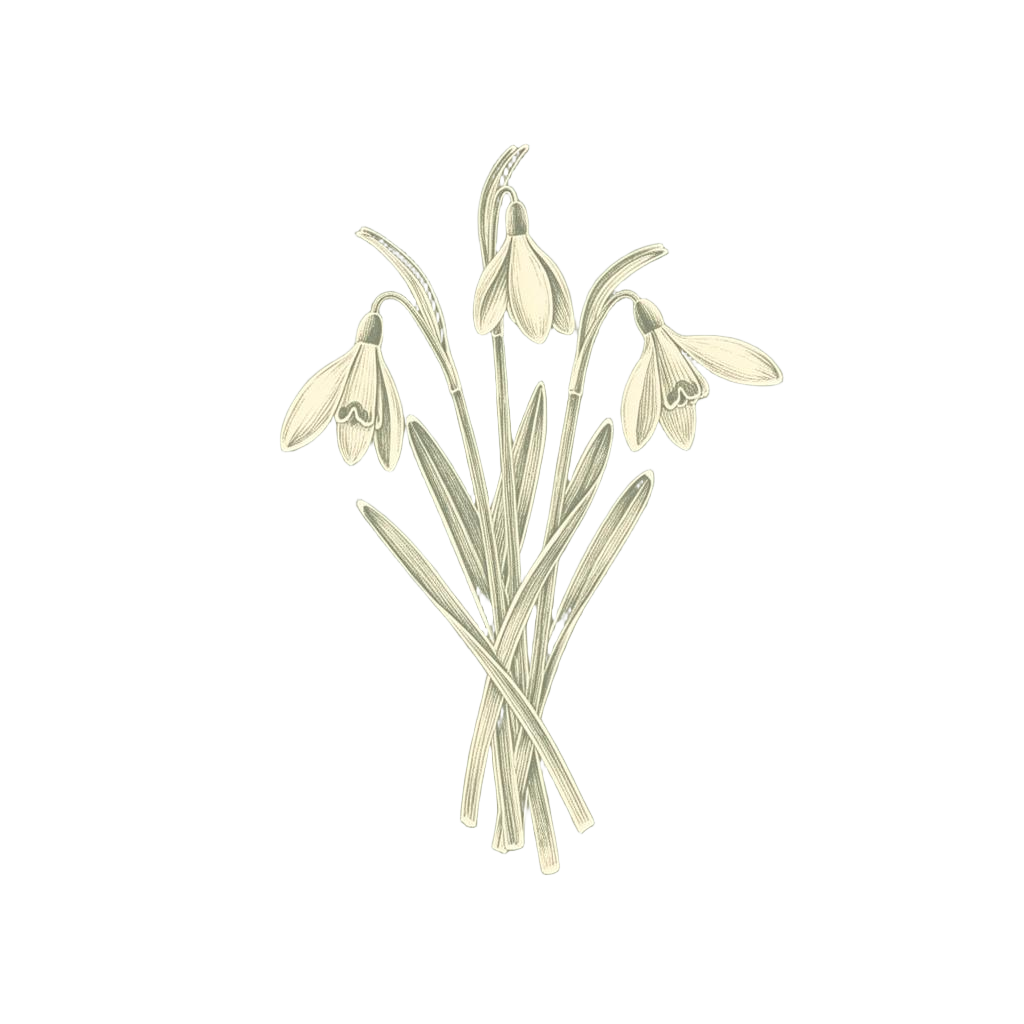 Illustration of a handful of snowdrops